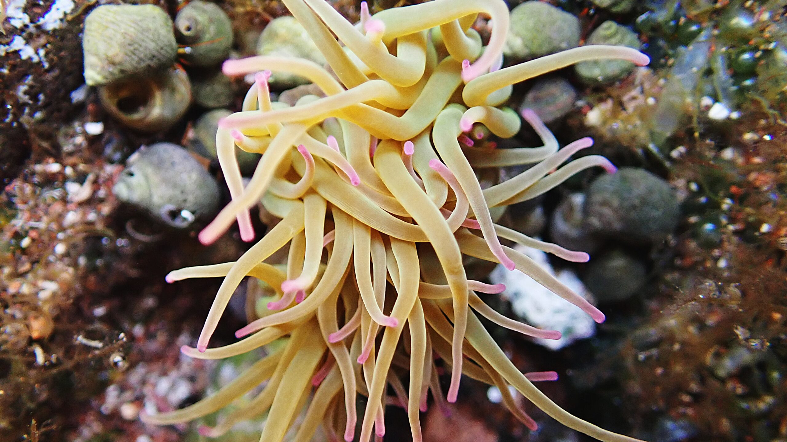 Anemonia viridis