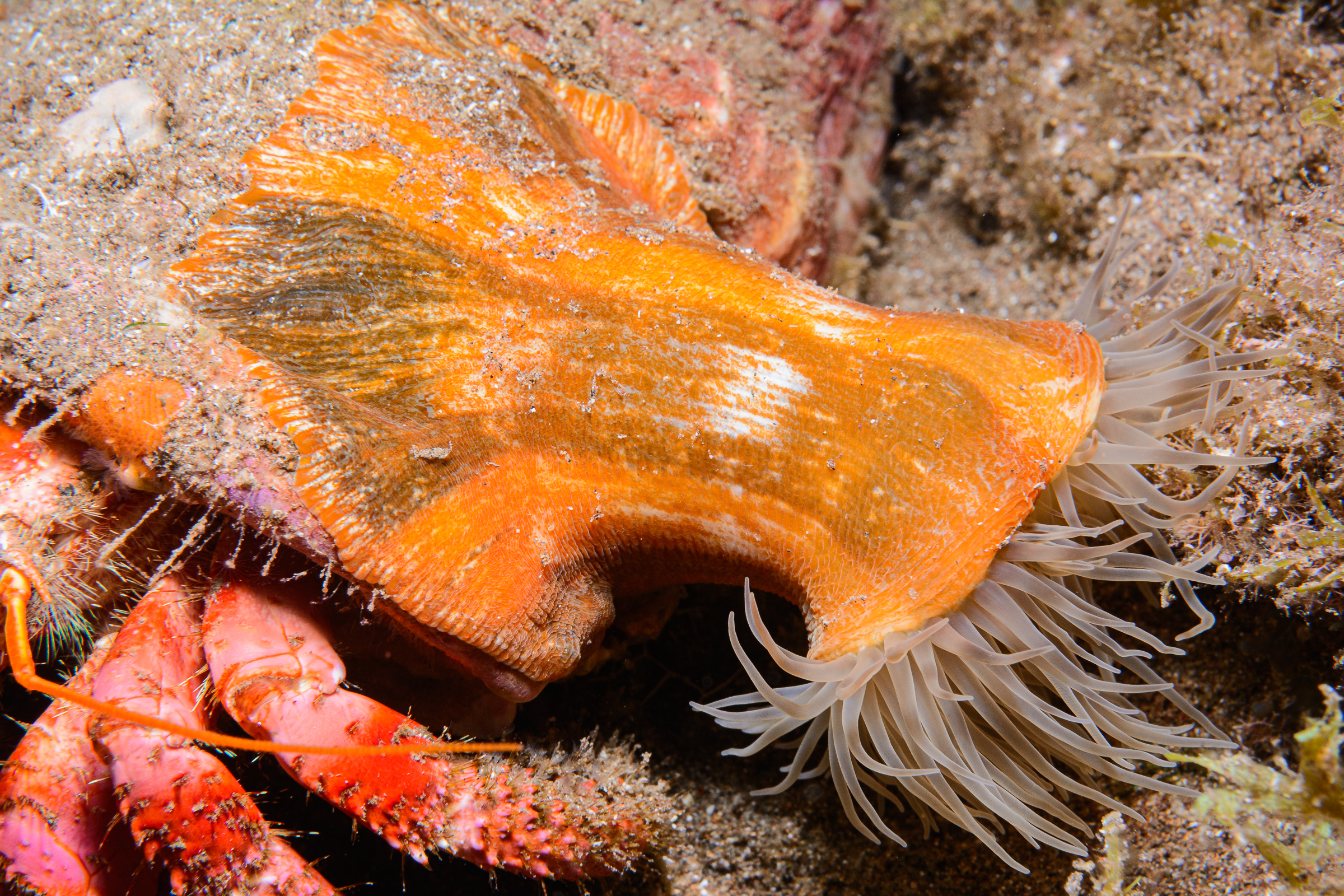 Anthothoe affinis