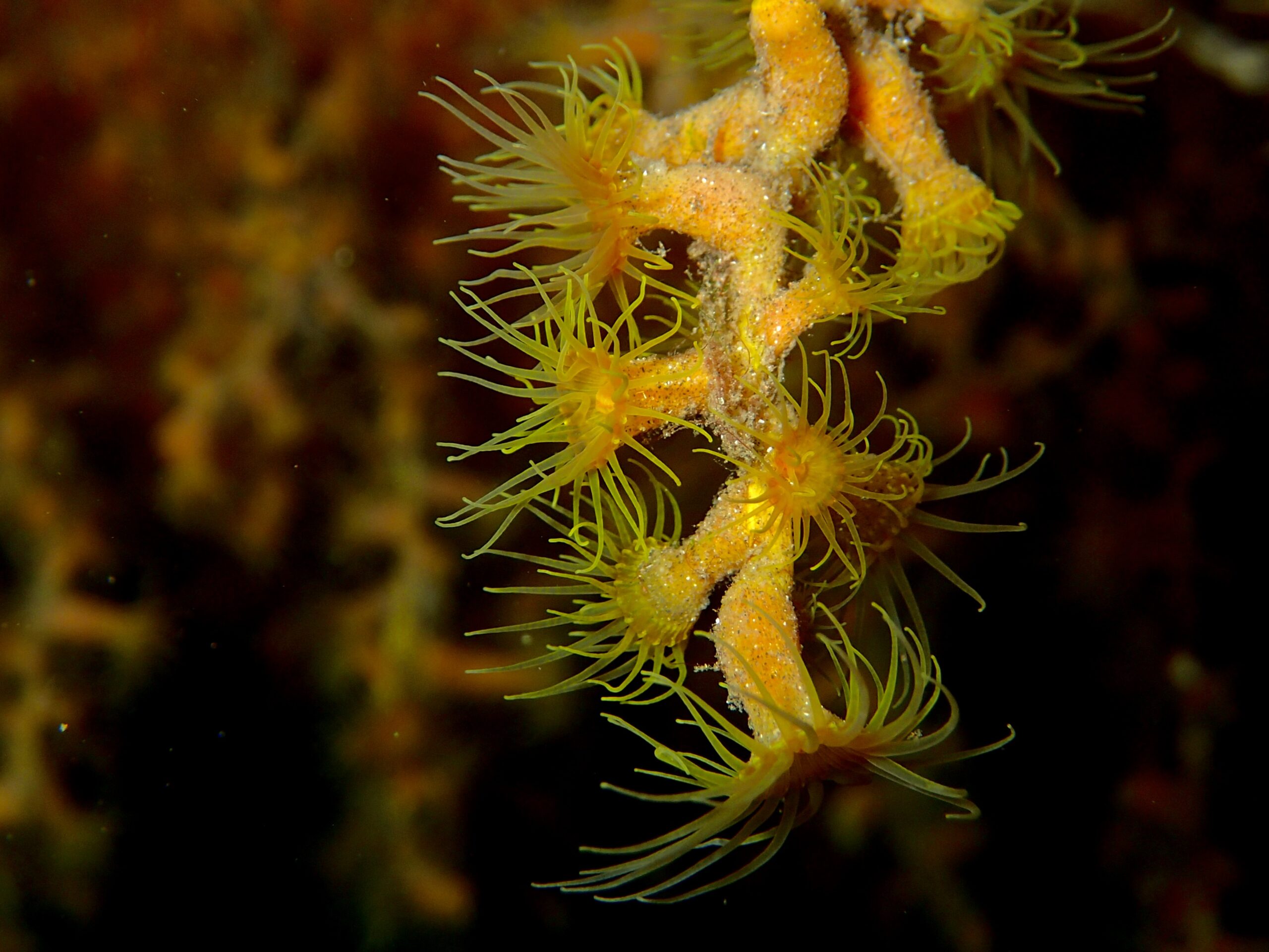 Antipathozoanthus macaronesicus