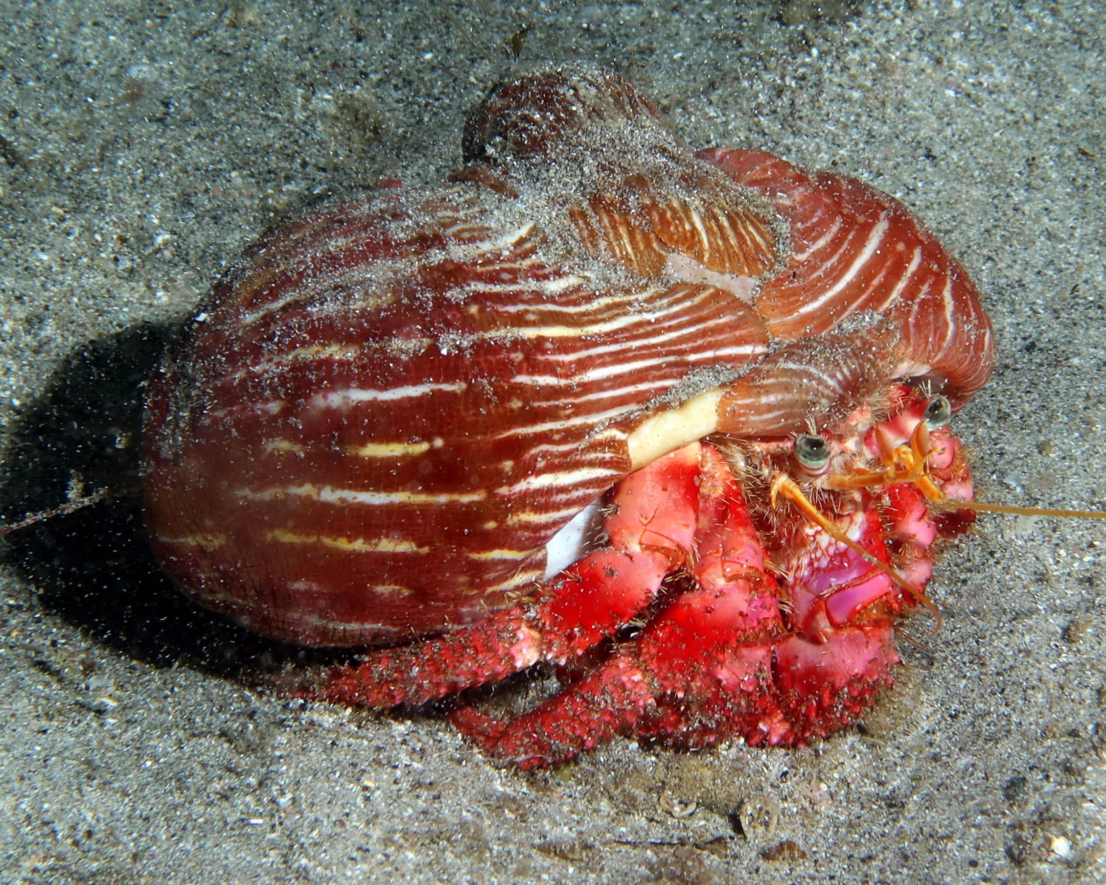 Calliactis parasitica