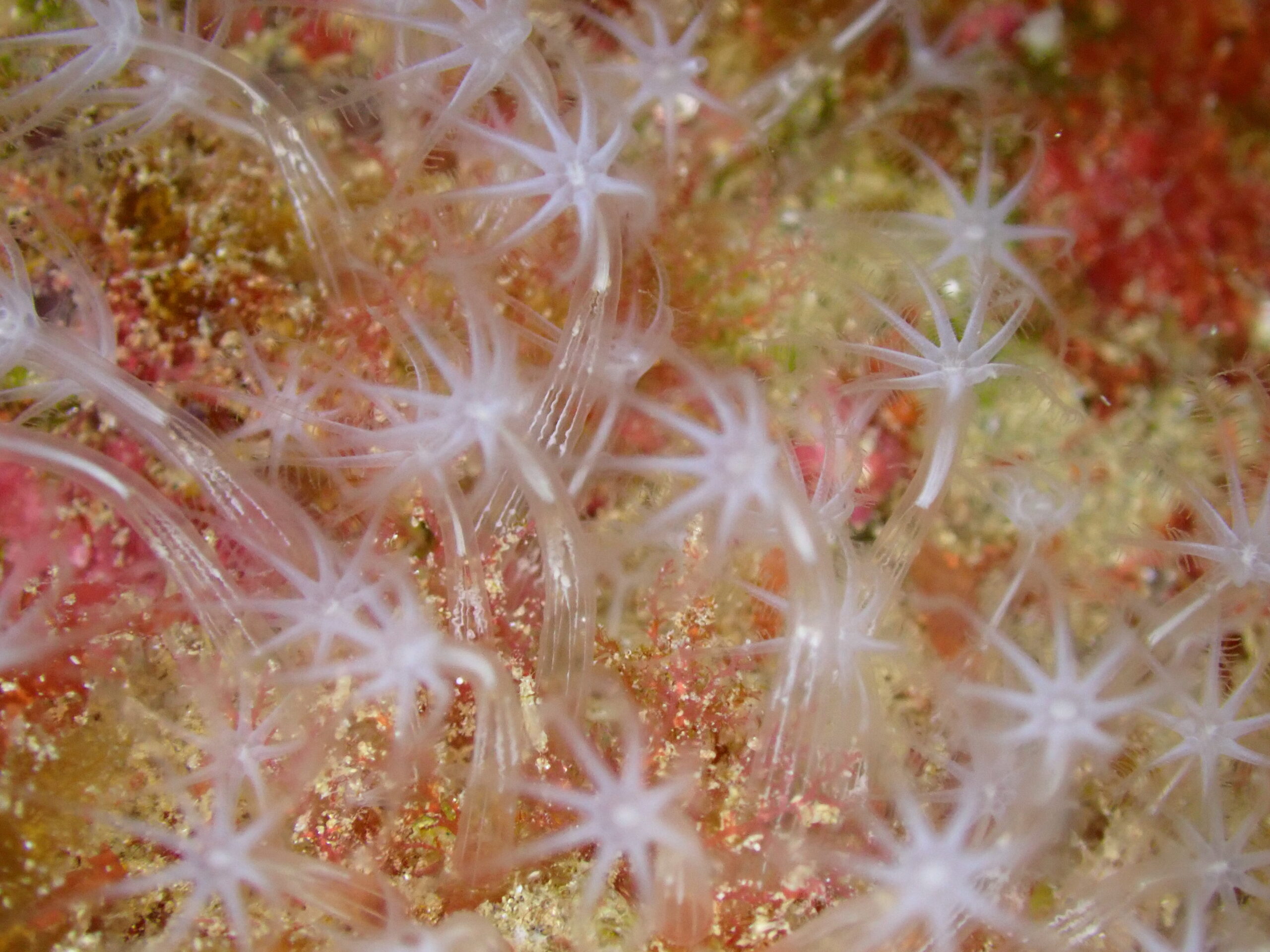 Canarya canariensis