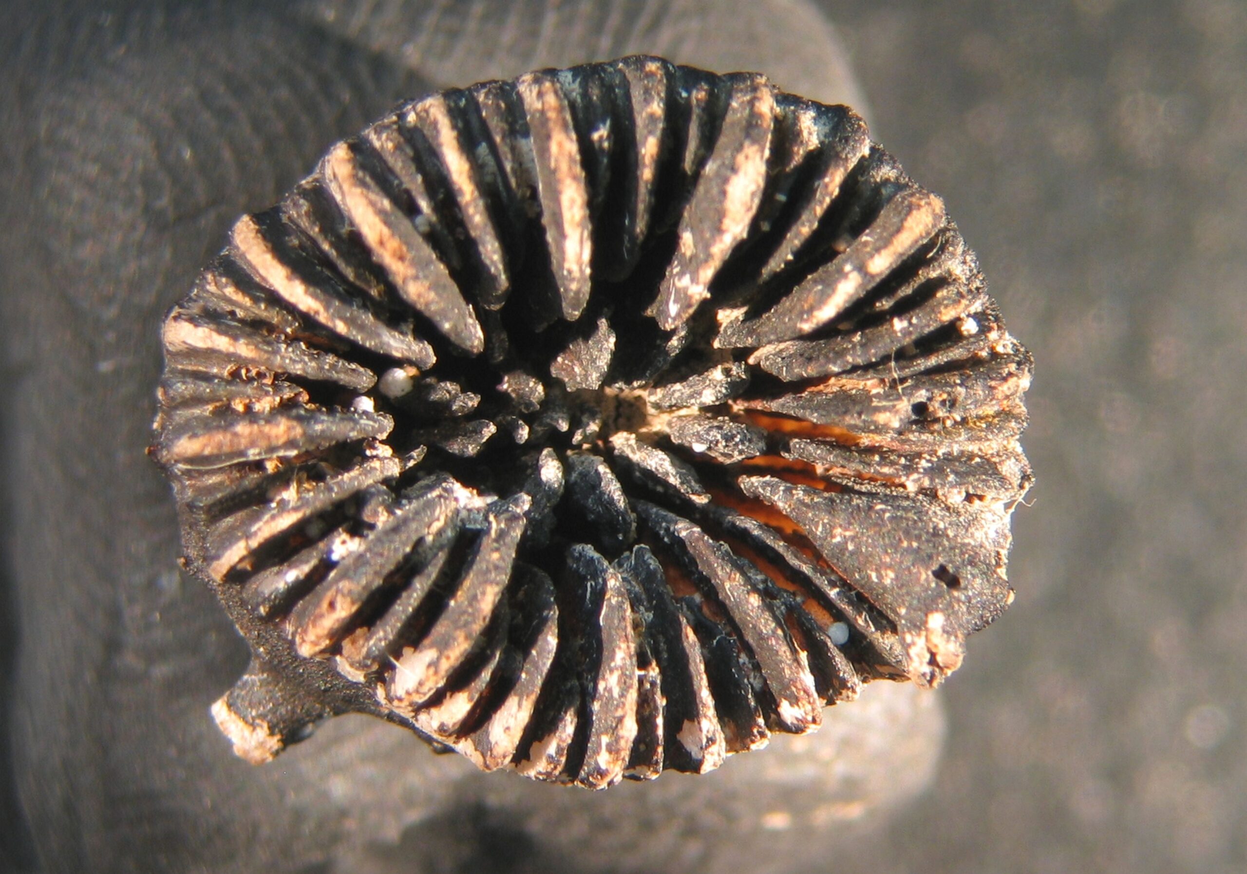 Caryophyllia (Caryophyllia) abyssorum