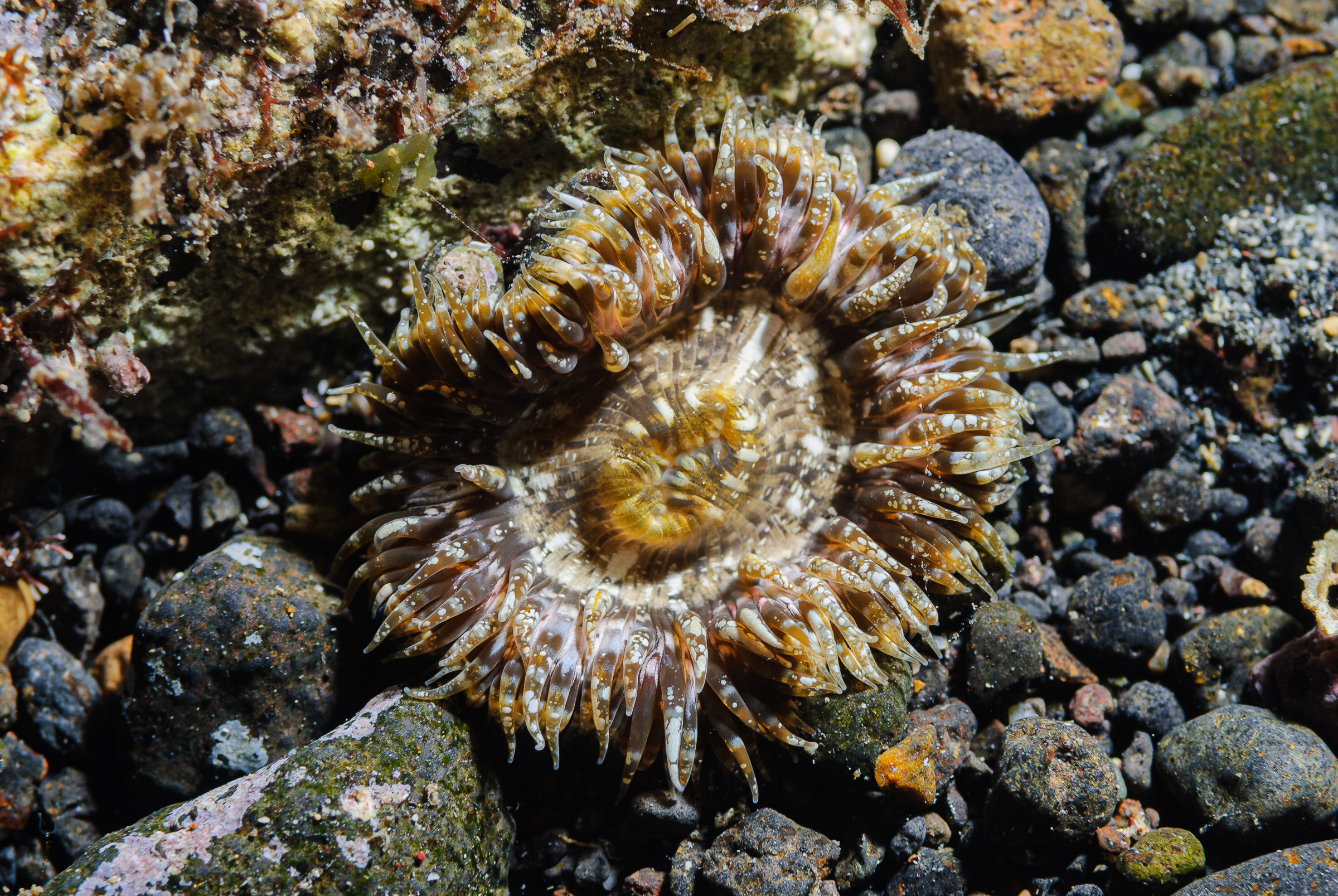 Cereus pedunculatus