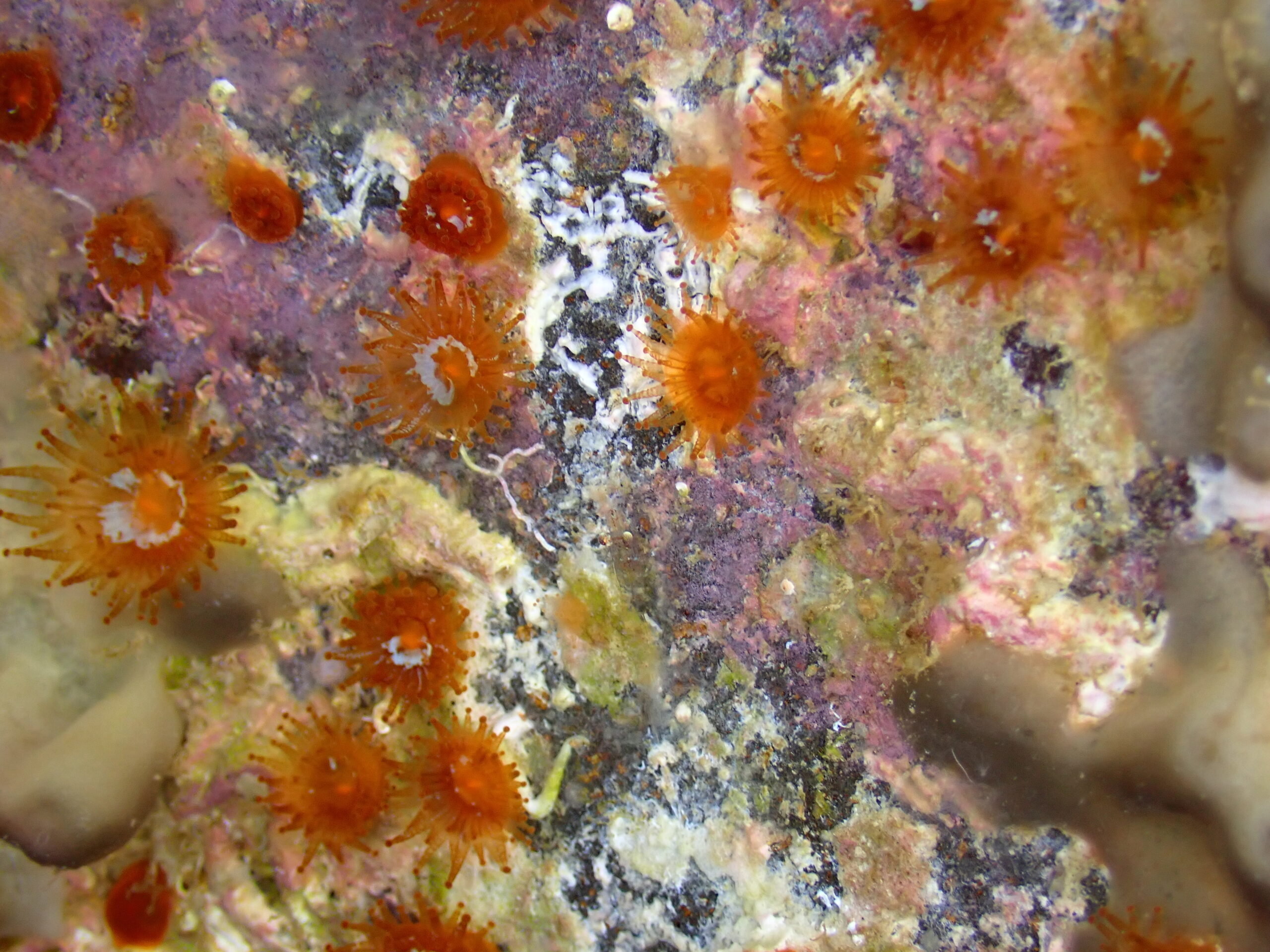 Corynactis viridis