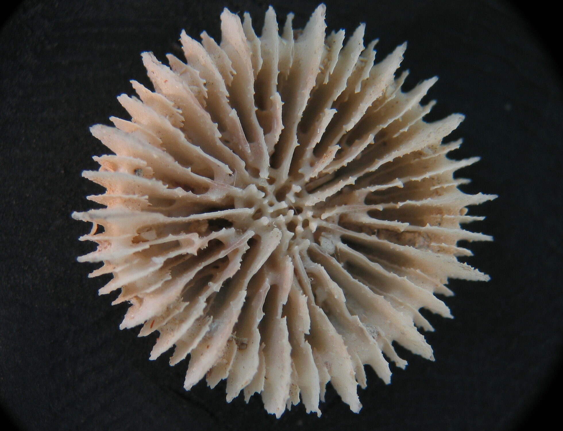Deltocyathus eccentricus