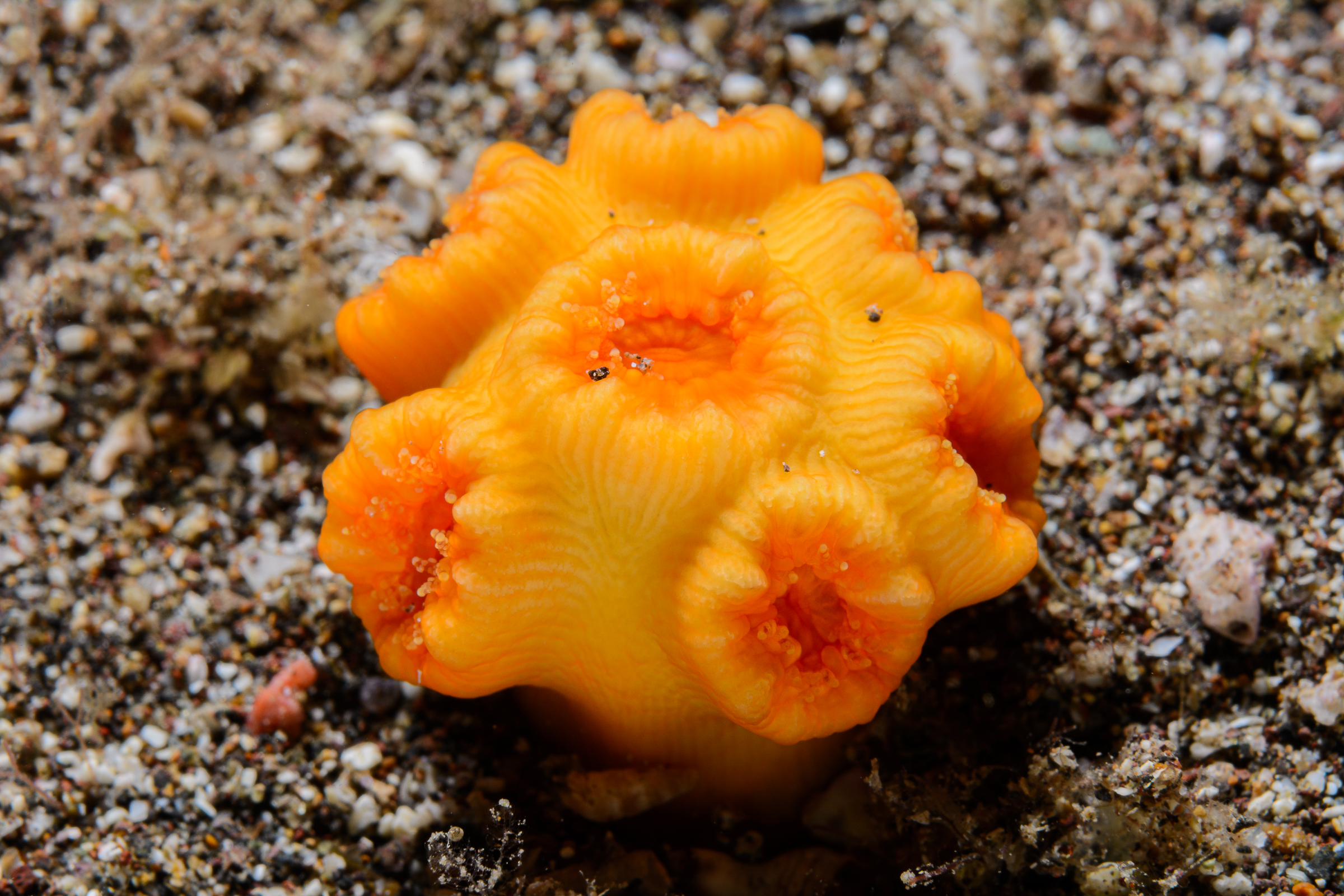 Dendrophyllia laboreli