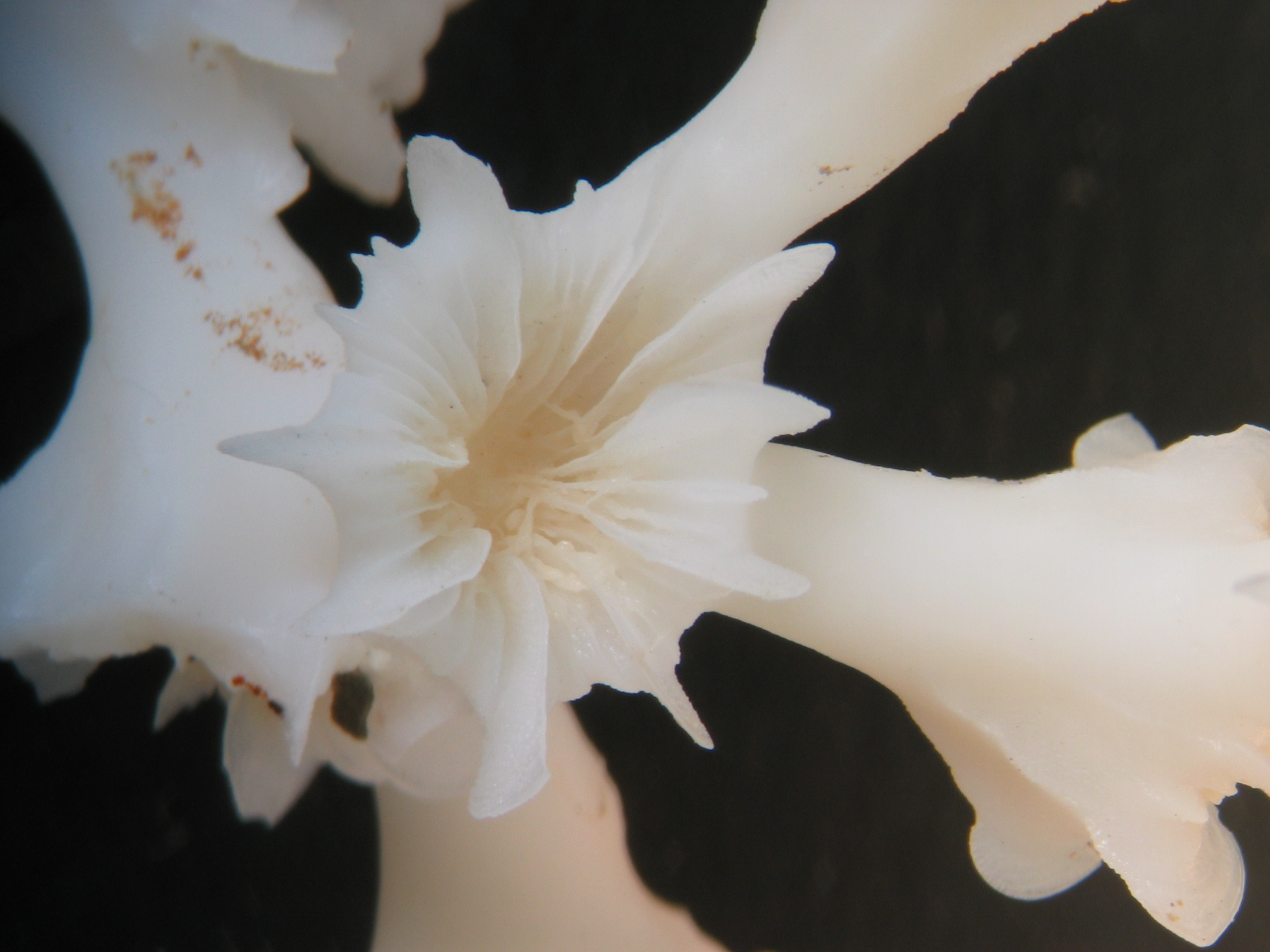Desmophyllum pertusum