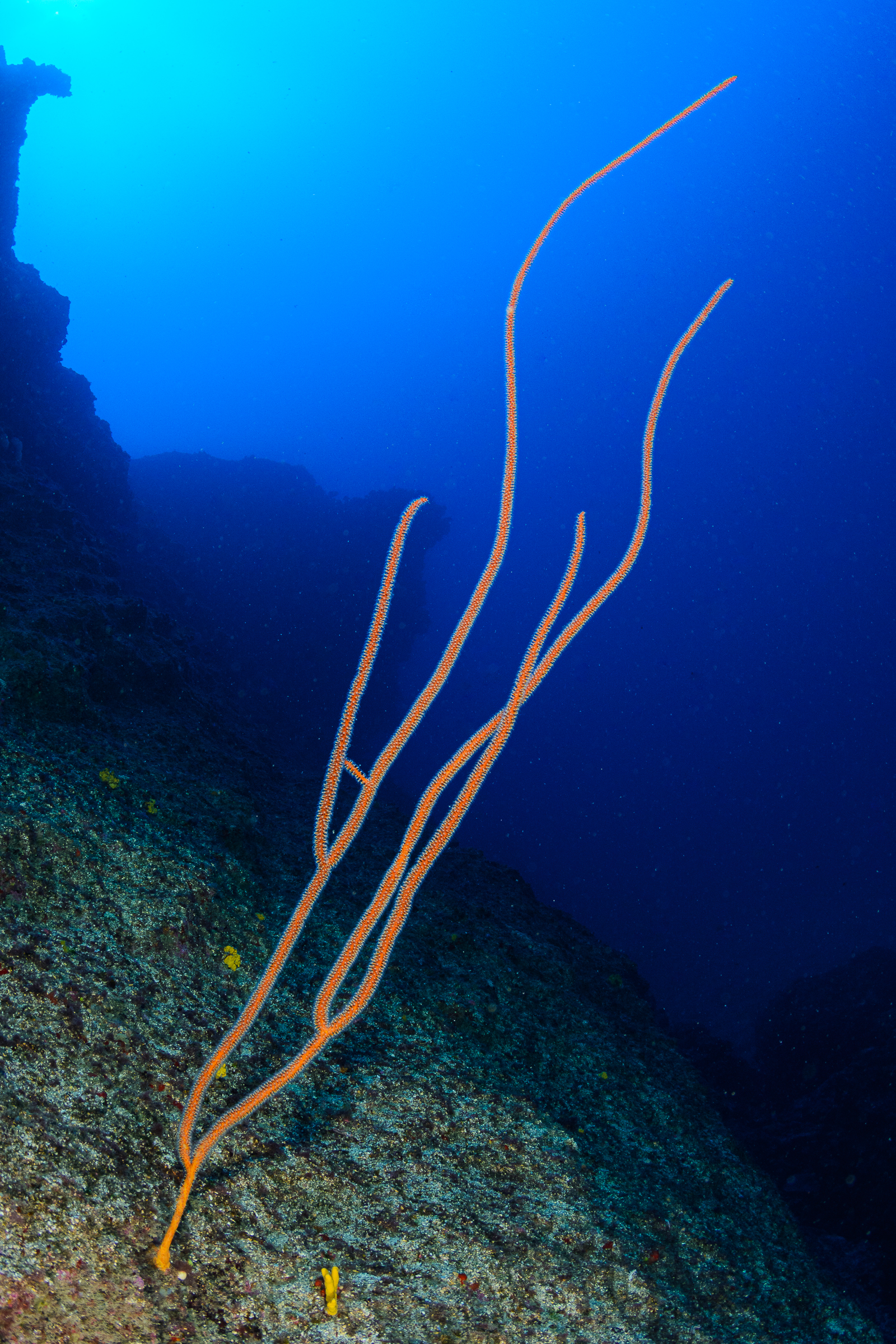 Ellisella paraplexauroides