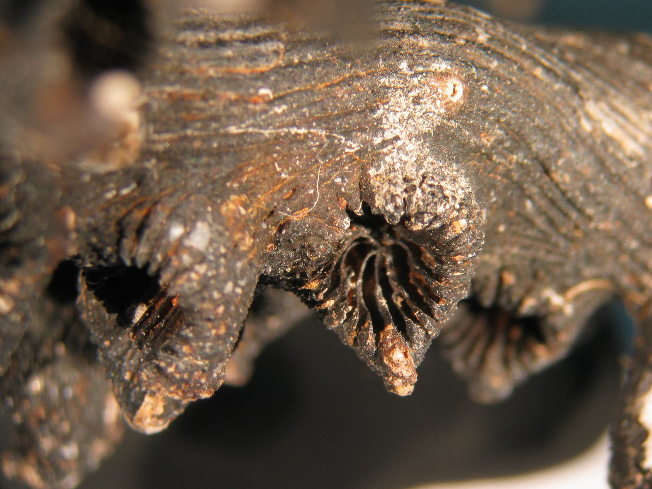 Enallopsammia rostrata
