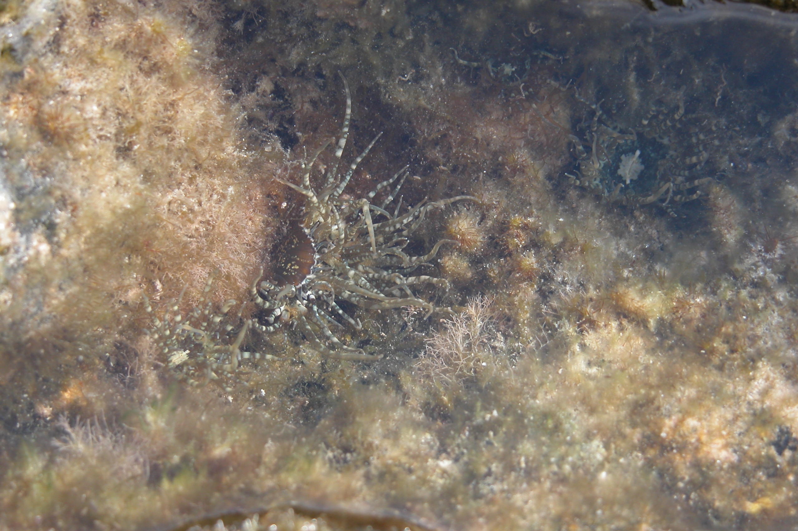 Exaiptasia diaphana