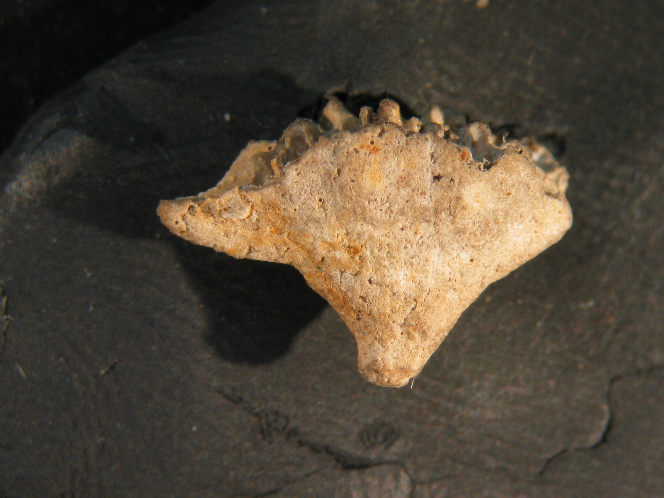 Flabellum alabastrum