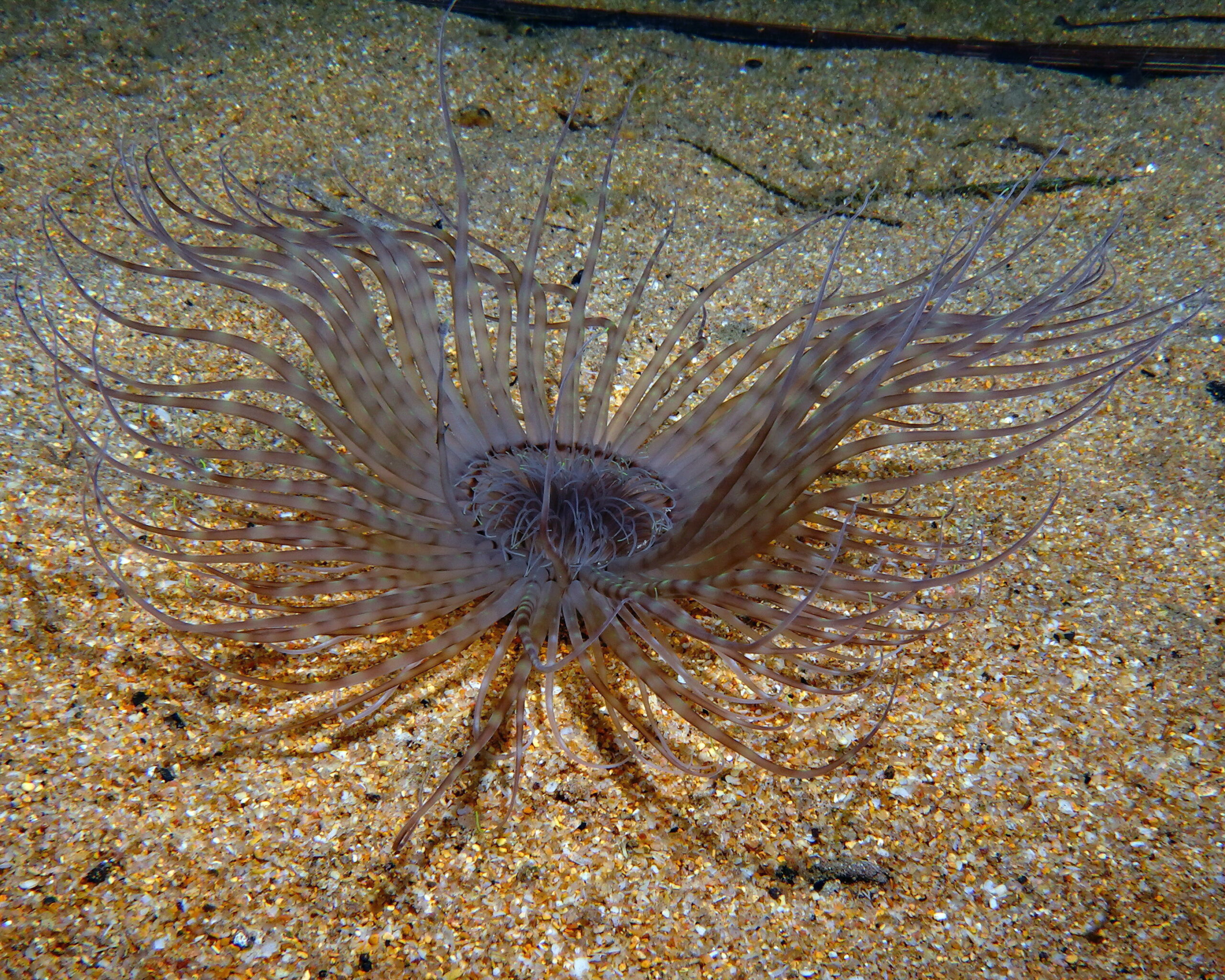 Isarachnanthus maderensis