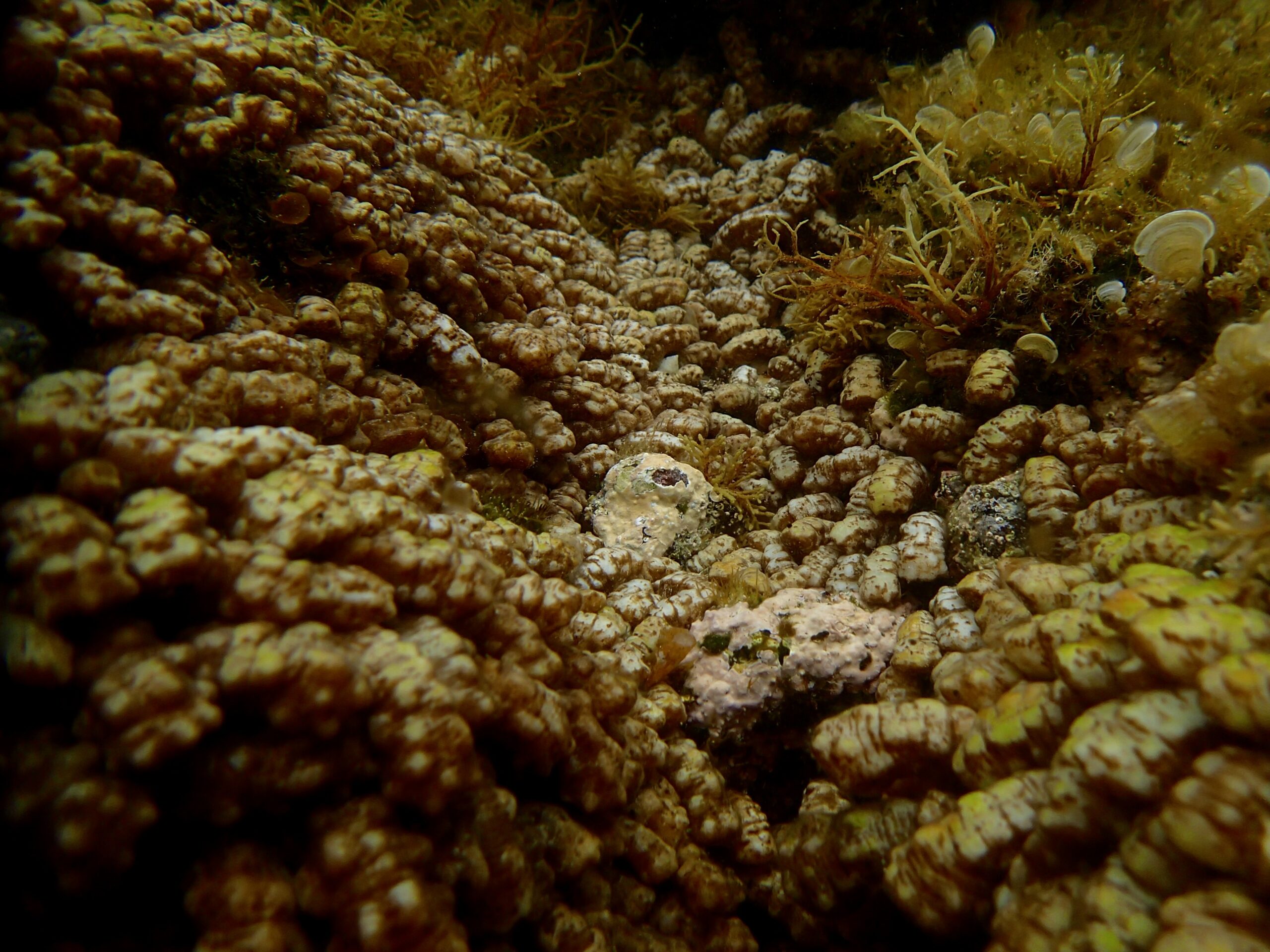 Isaurus tuberculatus