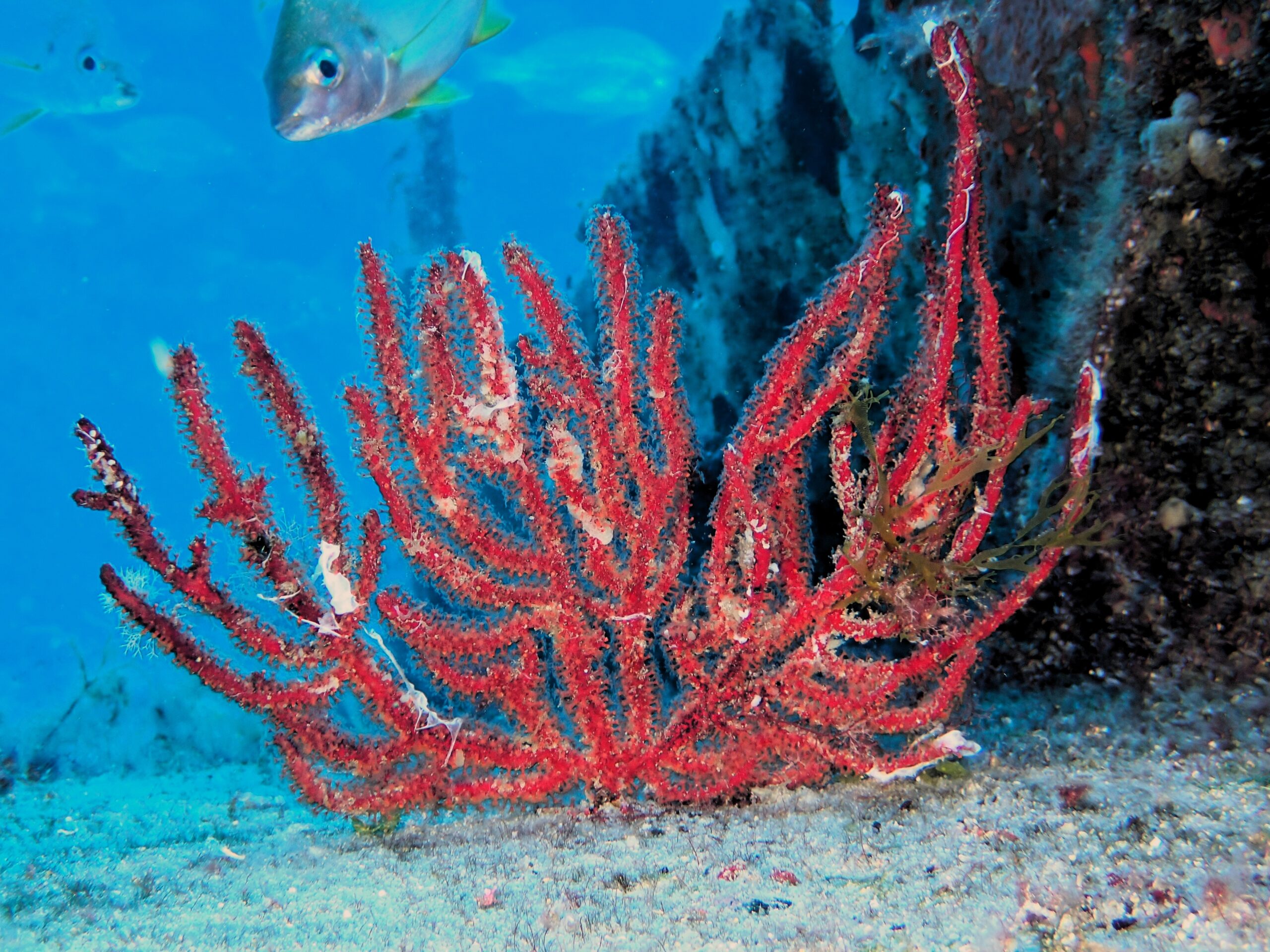 Leptogorgia ruberrima