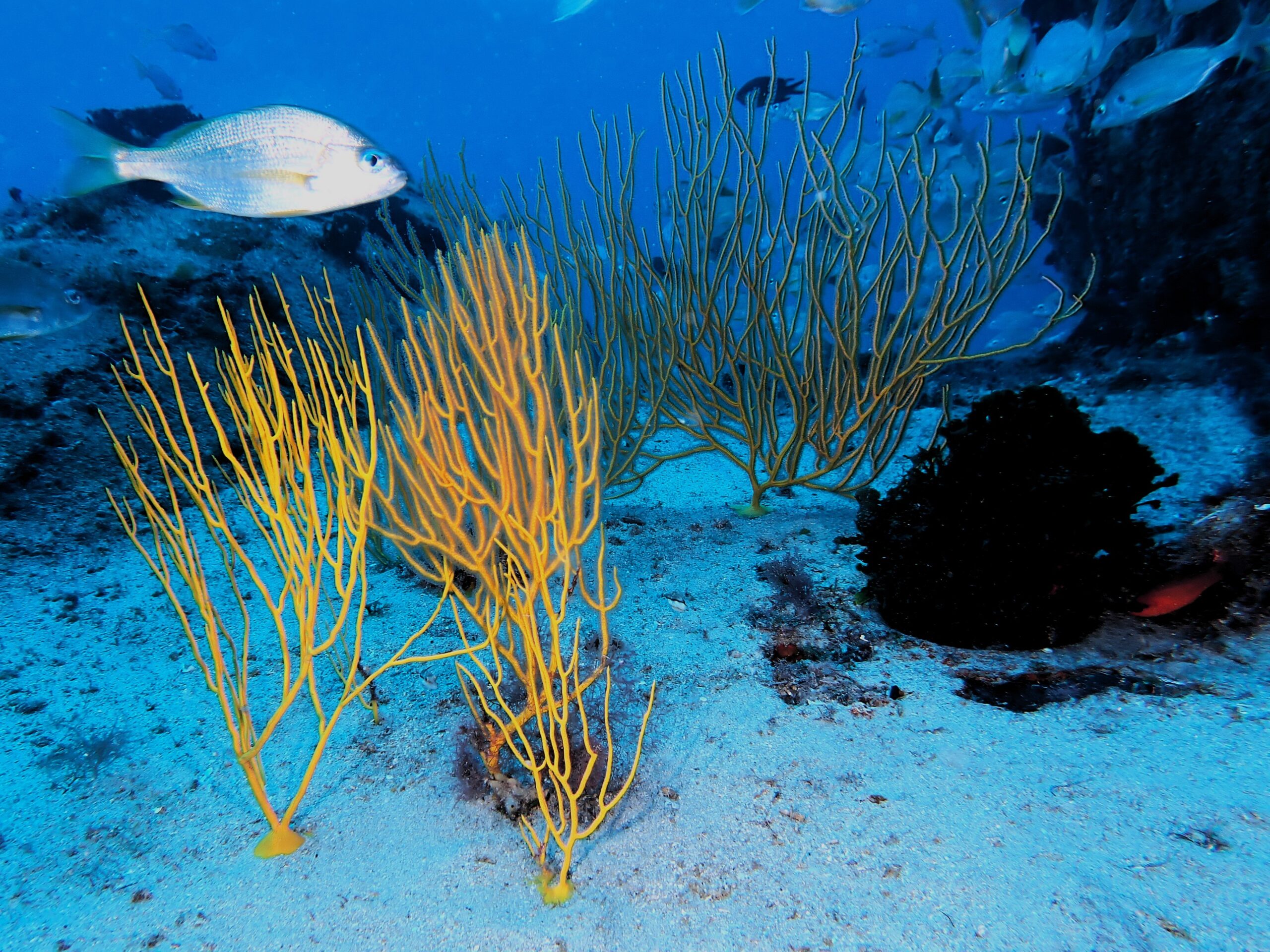 Leptogorgia viminalis