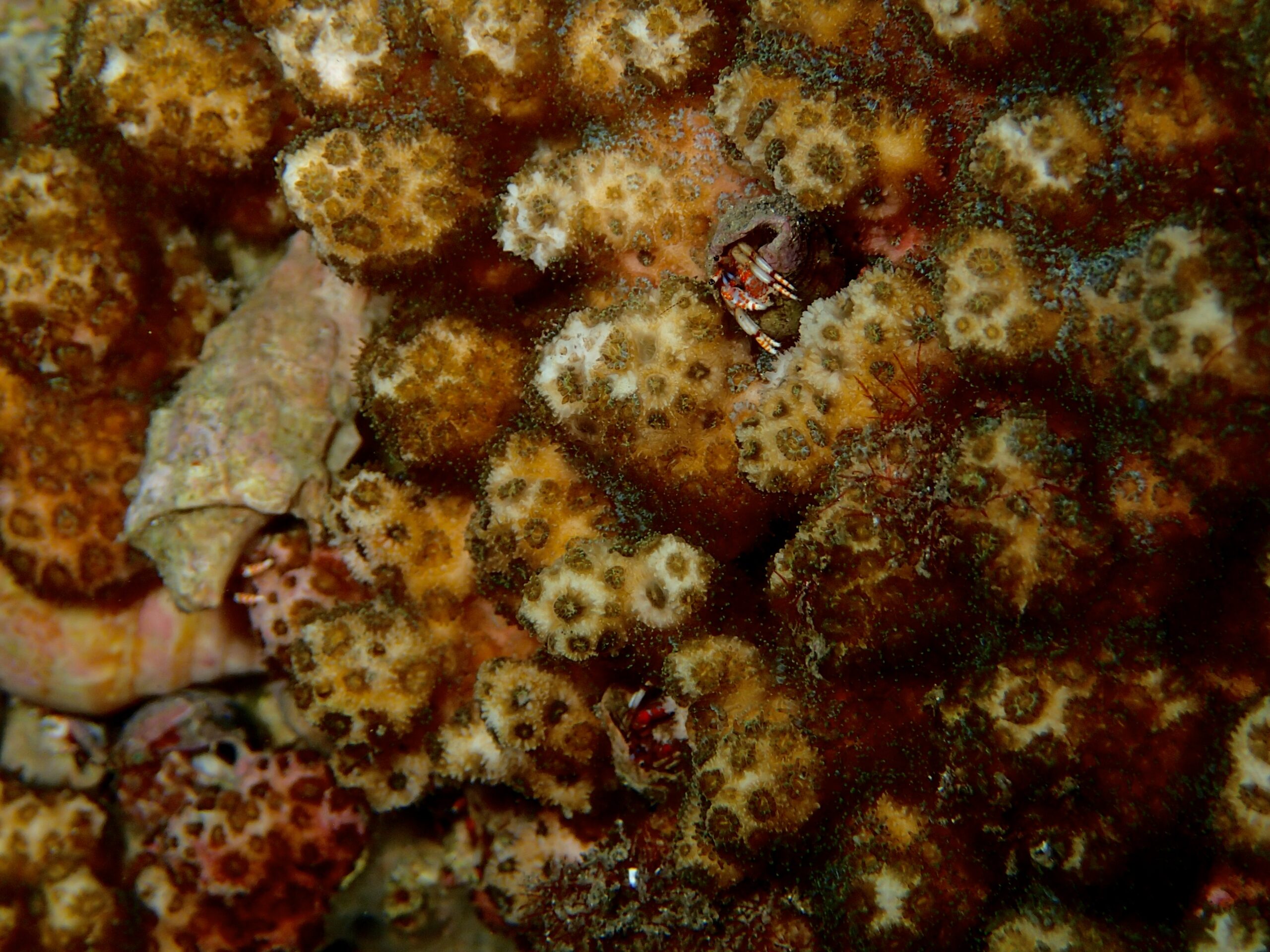 Madracis asperula