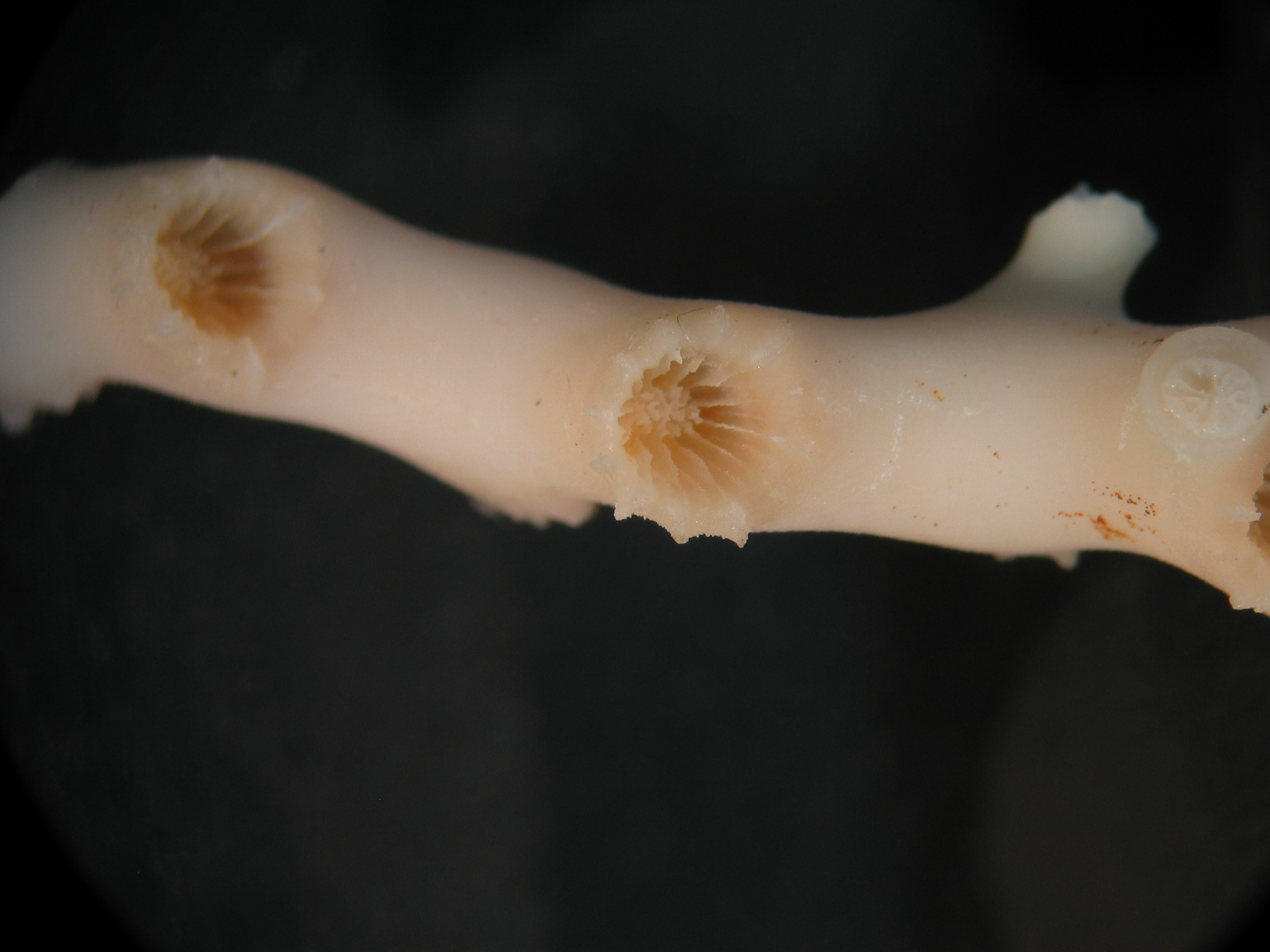 Madrepora oculata