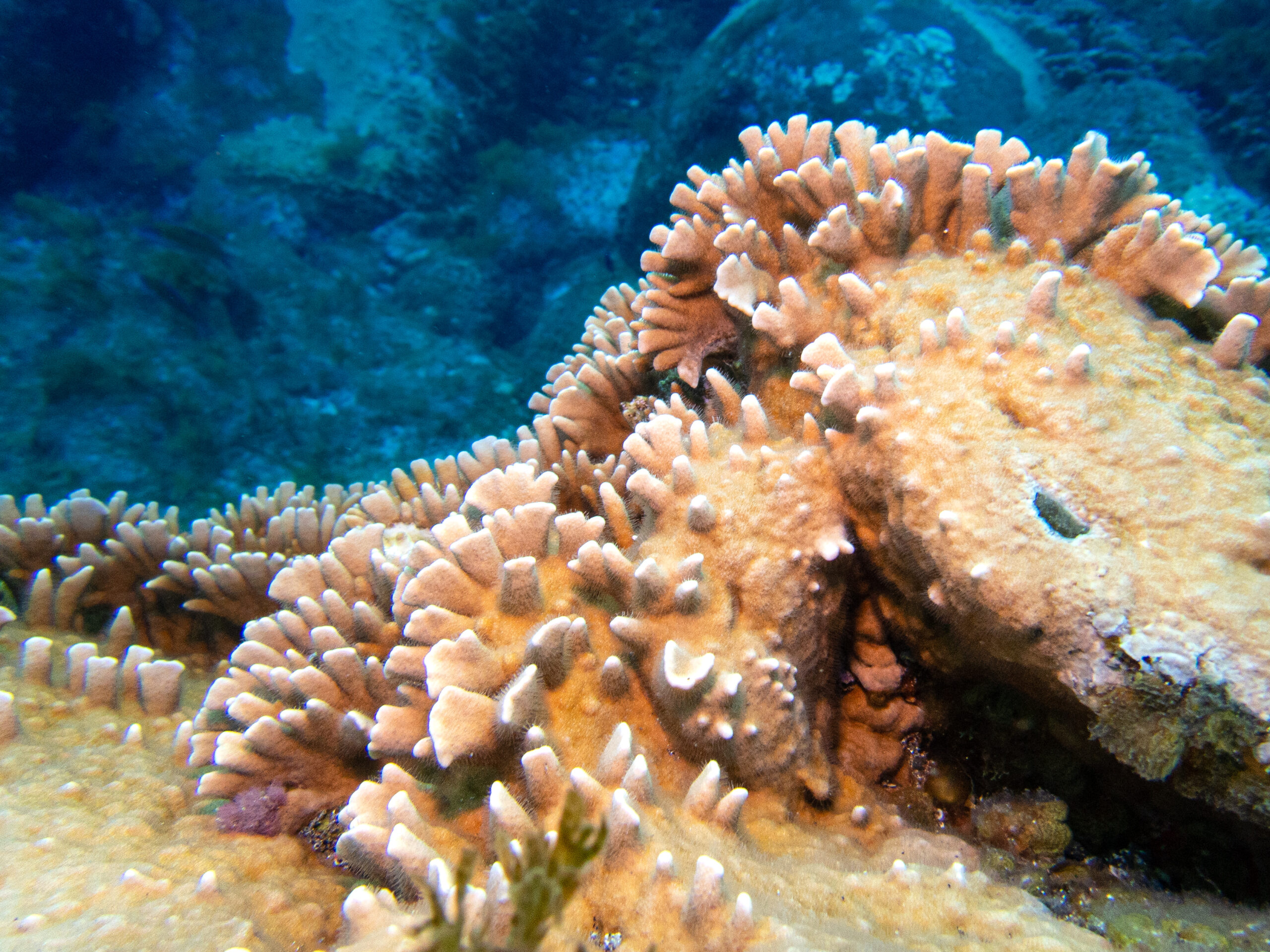 Millepora alcicornis