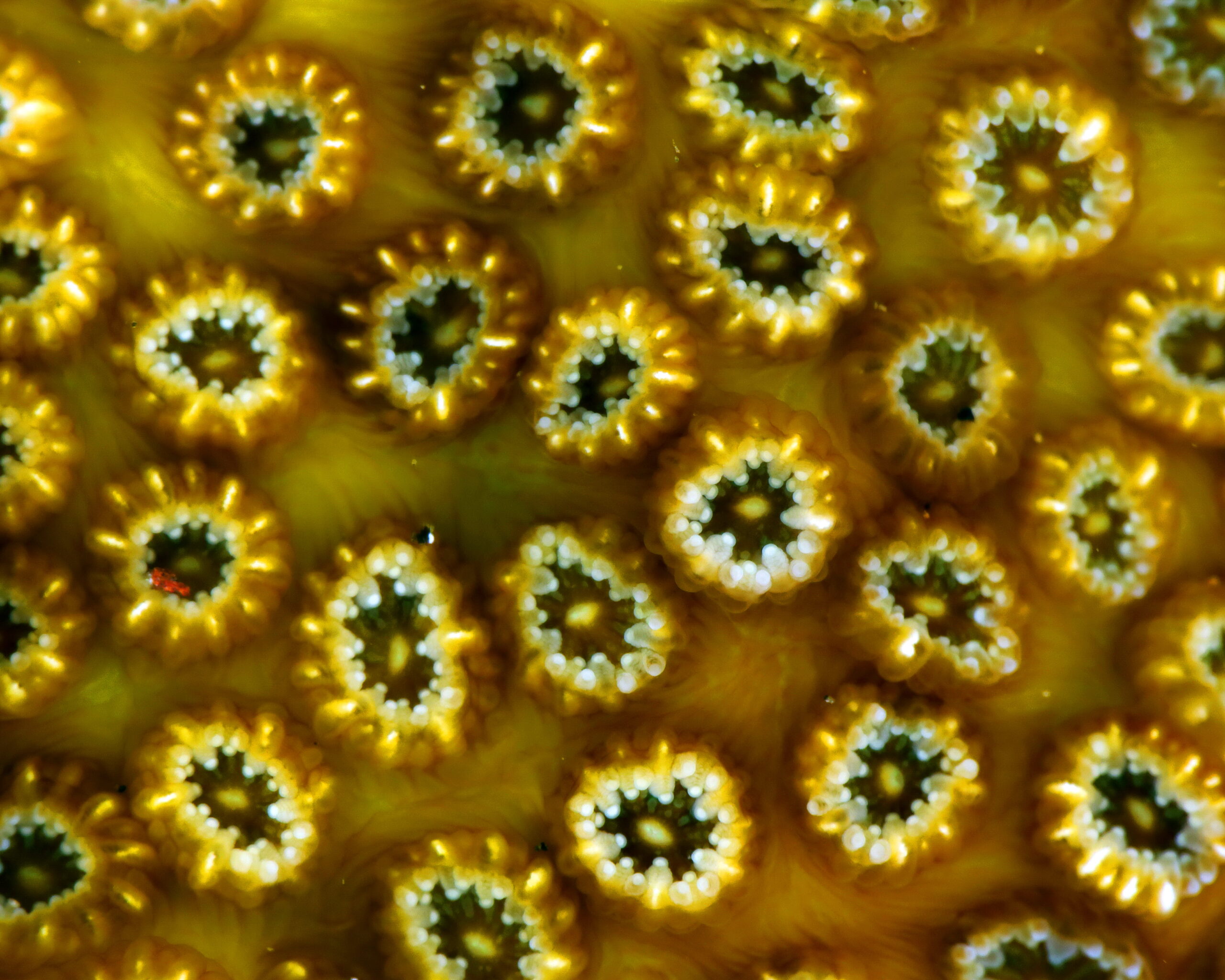 Oculina patagonica