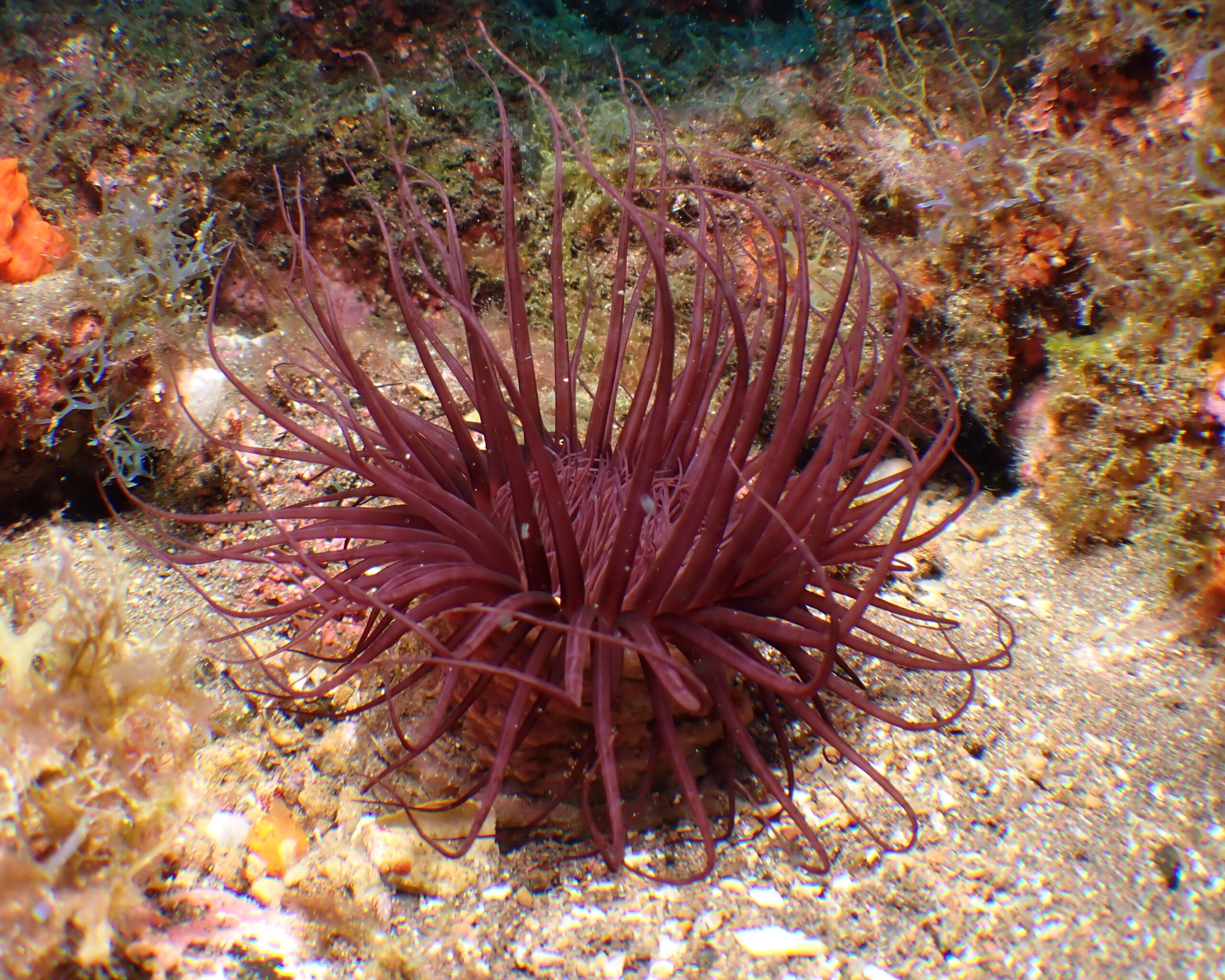 Pachycerianthus dohrni