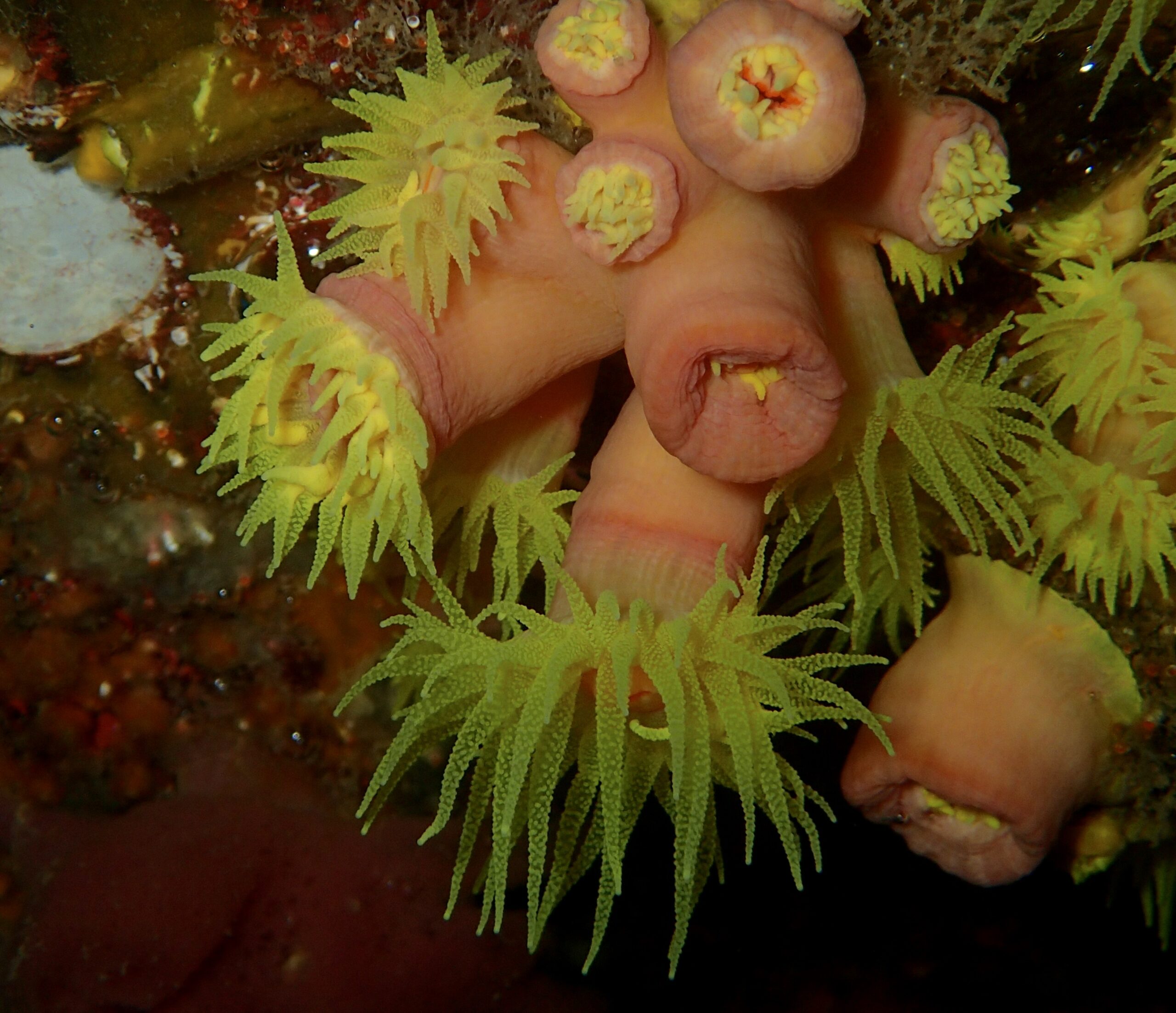 Tubastraea coccinea