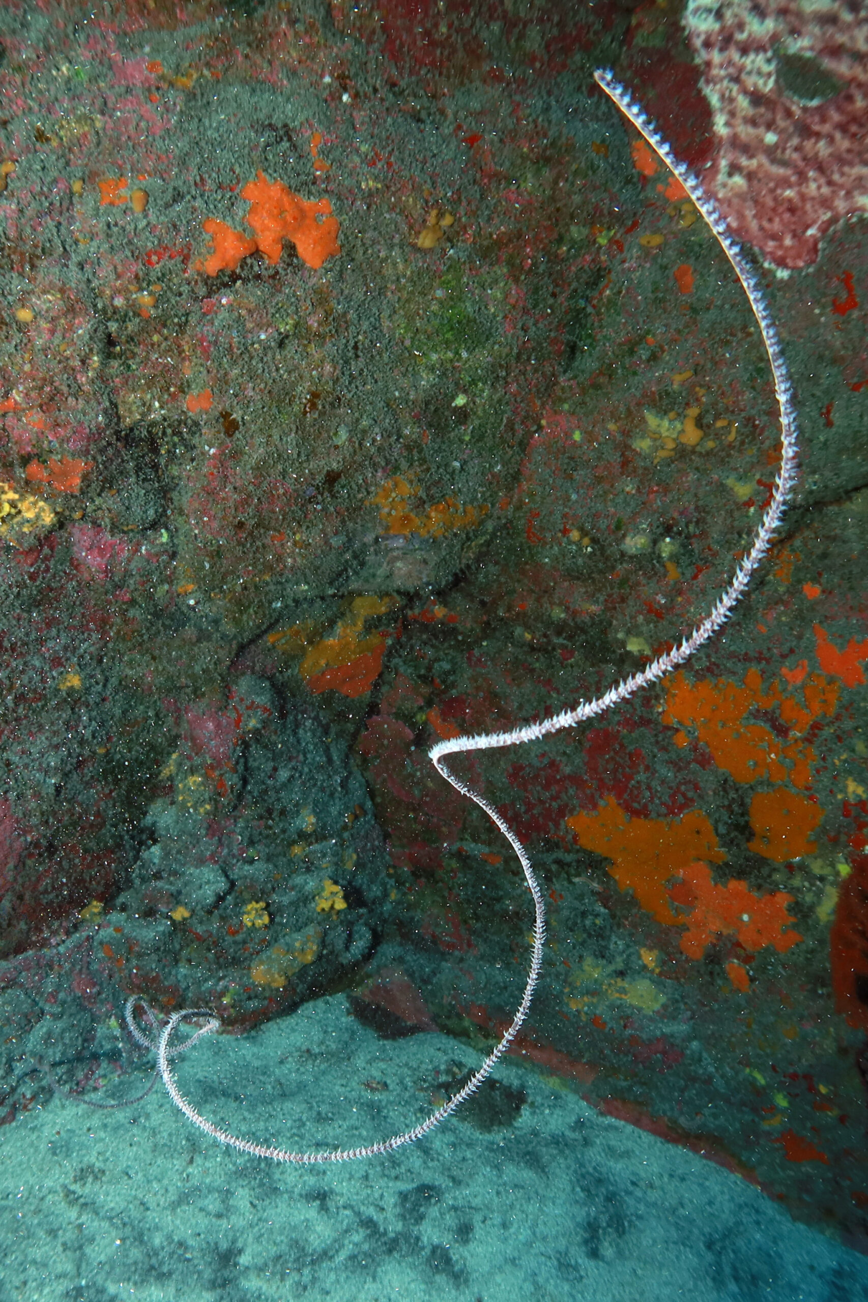 Viminella flagellum
