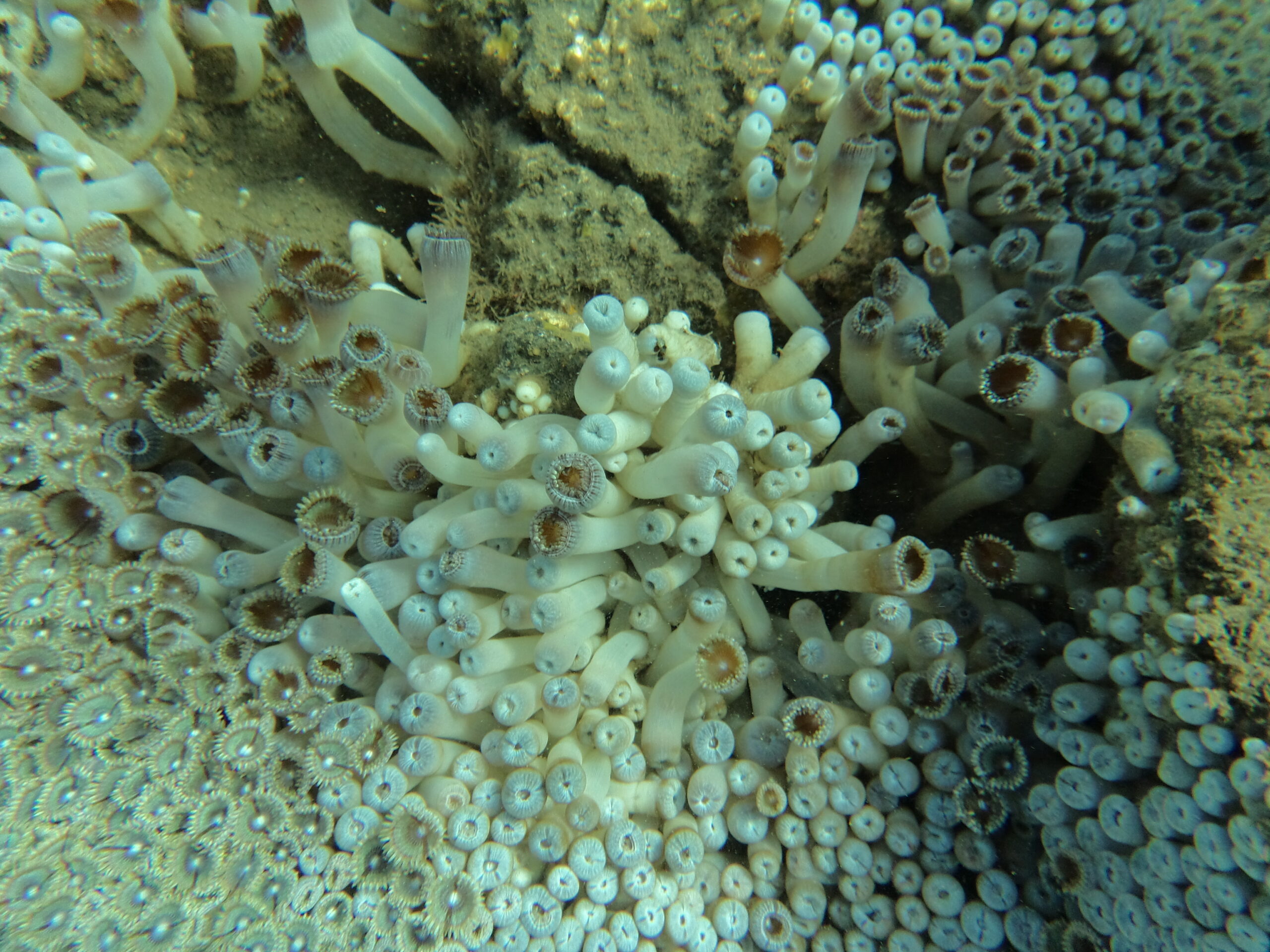 Zoanthus pulchellus